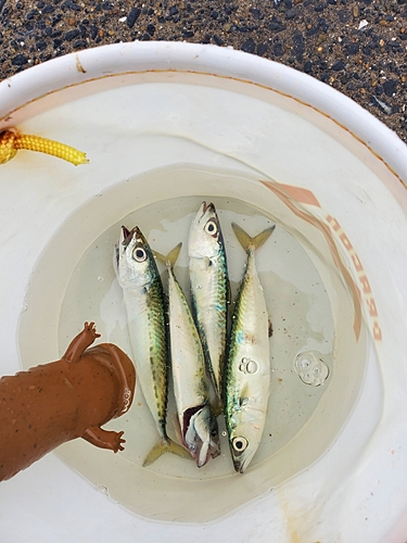 サバの釣果