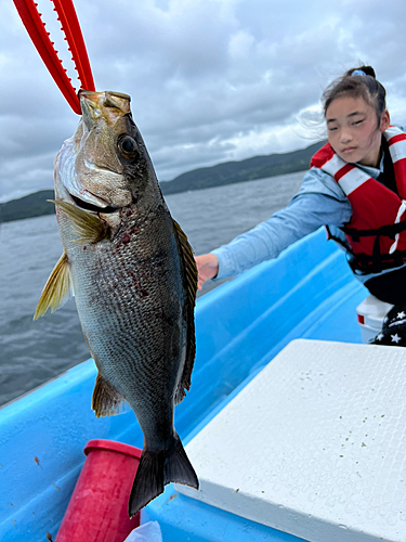 イサキの釣果