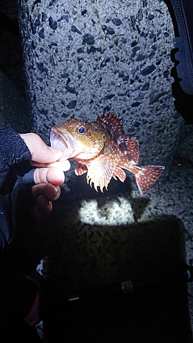 アコウの釣果