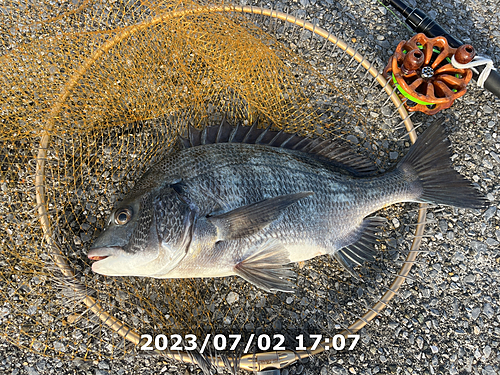 クロダイの釣果