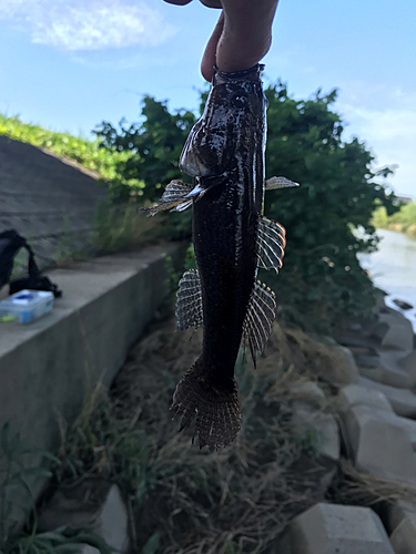 カワアナゴの釣果