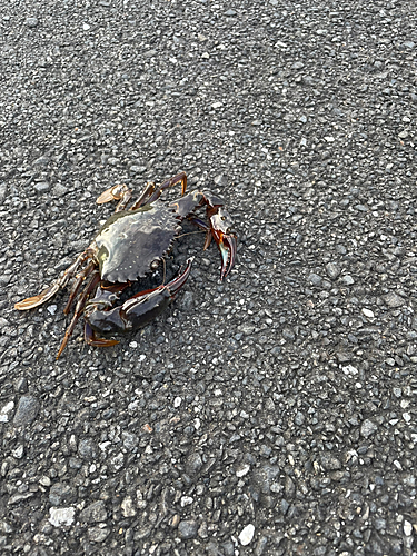 カニの釣果