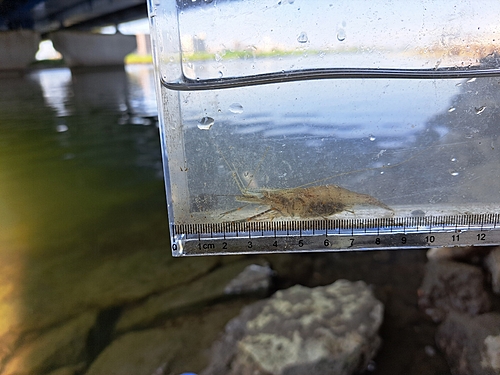 テナガエビの釣果