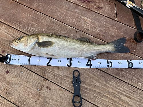 シーバスの釣果