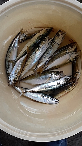 アジの釣果