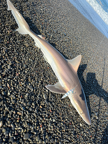 サメの釣果