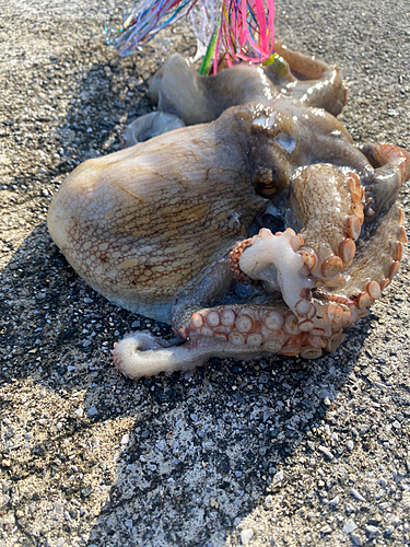 マダコの釣果