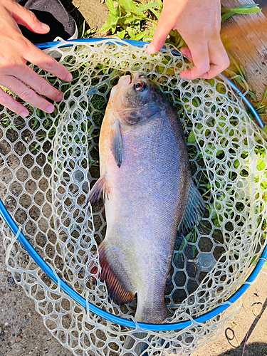 コロソマの釣果