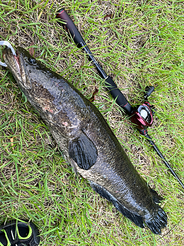 ライギョの釣果