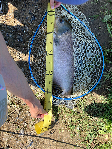 コロソマの釣果