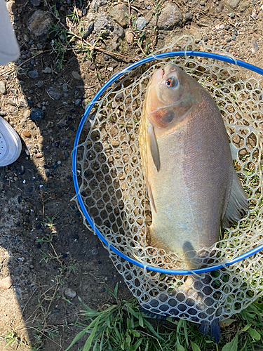 コロソマの釣果