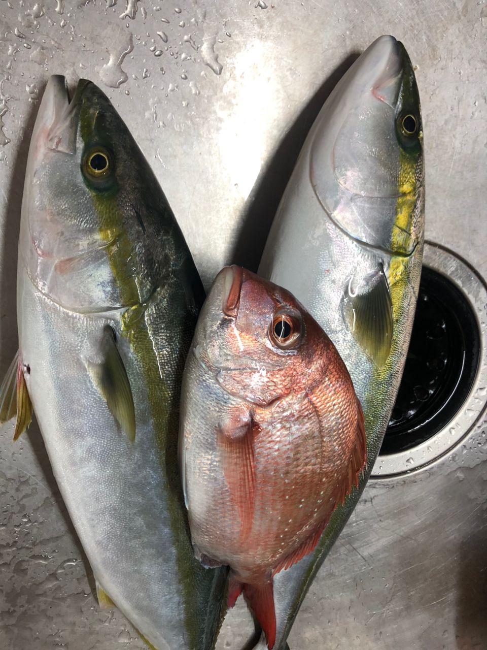 真鯛仙人さんの釣果 3枚目の画像