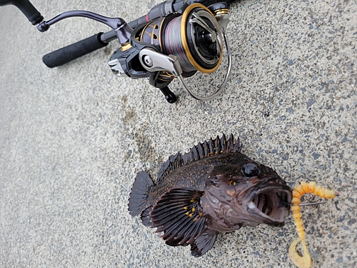 オウゴンムラソイの釣果