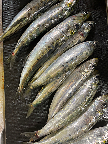 イワシの釣果