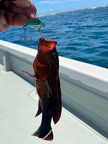 ニジハタの釣果