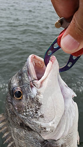 キビレの釣果