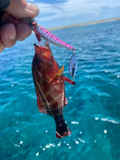 ニジハタの釣果