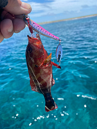 ニジハタの釣果