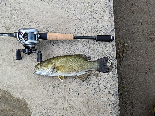 スモールマウスバスの釣果