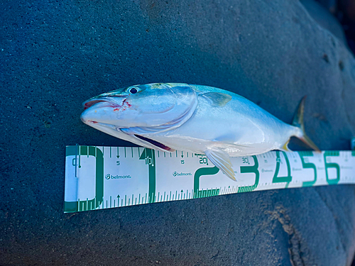 イナダの釣果