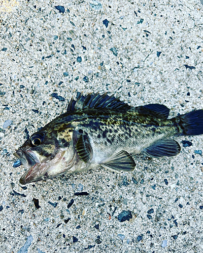 タケノコメバルの釣果