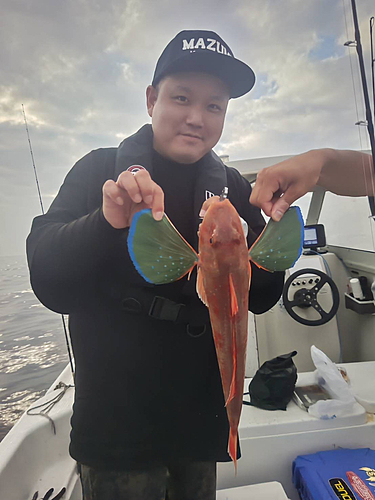 ホウボウの釣果