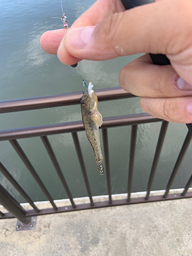 マハゼの釣果