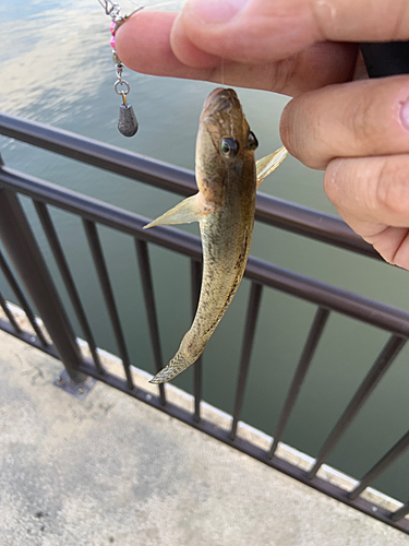 マハゼの釣果