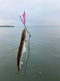 エソの釣果