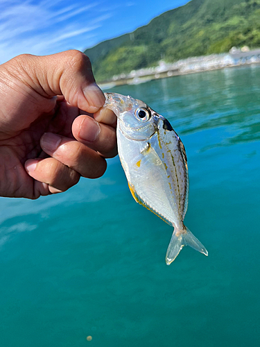 ヒイラギの釣果