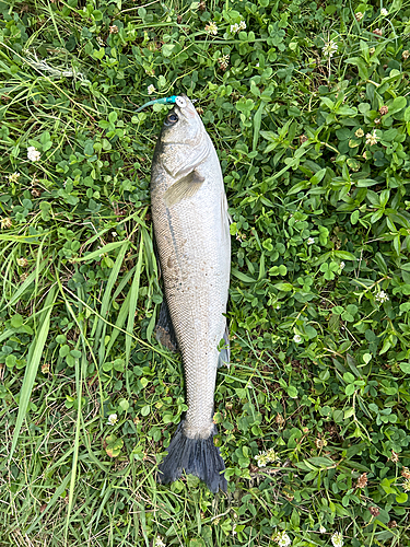 スズキの釣果