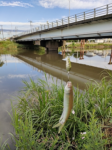 ハスの釣果