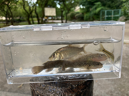 ギンブナの釣果