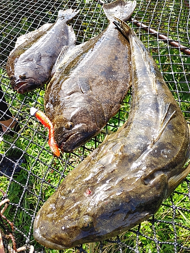 マゴチの釣果