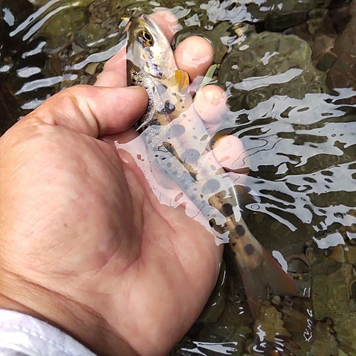 アマゴの釣果