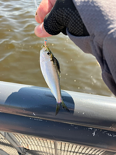 サッパの釣果