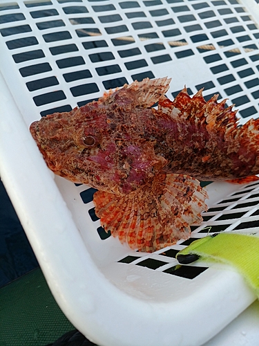 オニカサゴの釣果