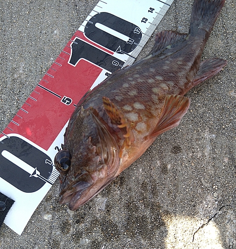 カサゴの釣果