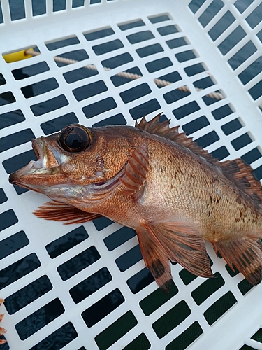 アカメバルの釣果