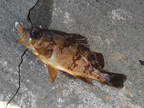 タケノコメバルの釣果