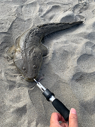 マゴチの釣果