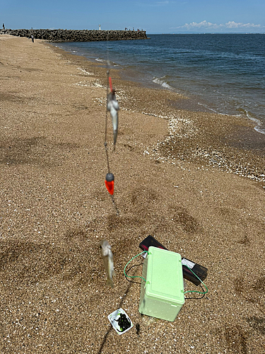 セイゴ（マルスズキ）の釣果