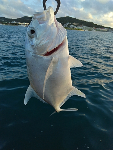 ロウニンアジの釣果