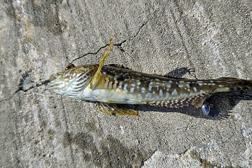 アナハゼの釣果