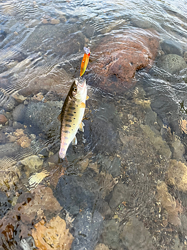 ヤマメの釣果