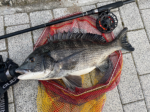 チヌの釣果