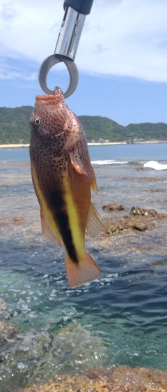 ホシゴンベの釣果