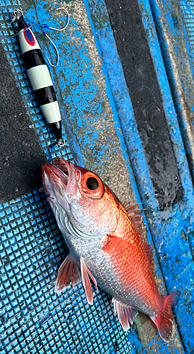 アカムツの釣果