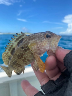 イシミーバイの釣果