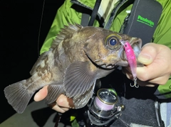 メバルの釣果